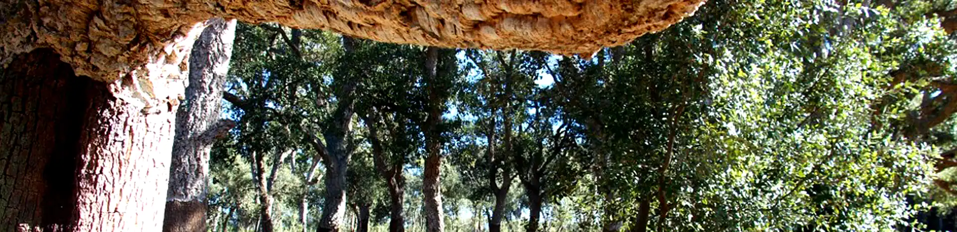 Cementerio natural de cenizas en venta